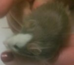 IMG_260617_225407-1 (800x703).jpg