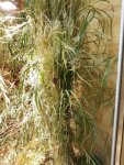 20170617_Nest174334.jpg