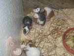 DSCN1085.jpg