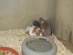 DSCN1098.jpg