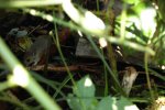 DSC_2220.jpg