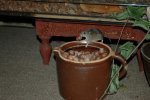 DSC_2365.jpg