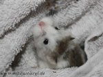 hamster_grossnotfall_ueberlebenskuenstler.jpg