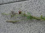 Blüten+ Ähren 1.jpg