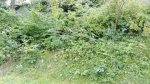 Bildschirmfoto 2017-09-19 um 17.20.56.jpg