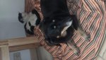 IMG-20171029-WA0005.jpg