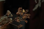 DSC_2969.jpg