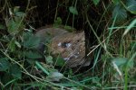 DSC_2782.jpg