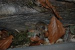 DSC_2677.jpg