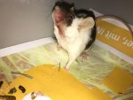 Maus-Hals.jpg