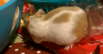 wp_ss_20171224_0002 (2).png