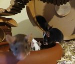 Roy futtert mit Nao, Speedy und Abby.jpg