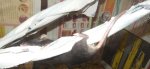 DSCN1512.jpg
