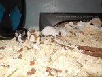 DSCN1557.jpg