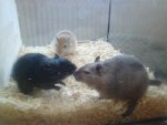 DSC00814.jpg