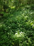 IMG_20180520_104437.jpg