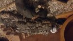 20180619_215736.jpg