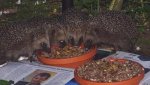 DSC02209 - foum.jpg