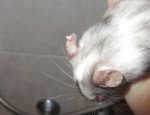 maus öhrchen2.jpg