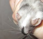 maus öhrchen3.jpg