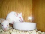 Milky und Flecky 3.jpg