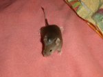 Süßmaus.JPG