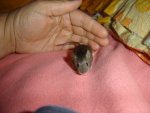 Agouti.JPG