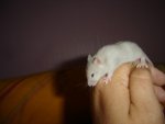 Knuffimaus.JPG