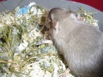DSC06090.jpg