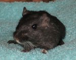 2008-04-27-Muffin-(1a).jpg