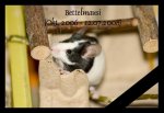 Bettelmausi.JPG