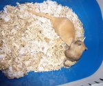 Hägar und Chilmi in der Tbox.JPG