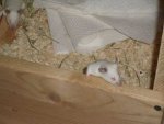 mäuse-210808 040.jpg