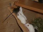 mäuse-210808 052.jpg