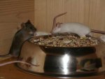 mäuse-210808 054.jpg