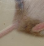 Gizmo.jpg