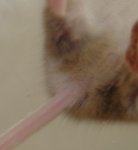 Gizmo 2.jpg