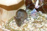 agouti_nettetal.jpg