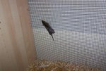 aragorn am Gitter.jpg