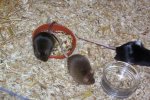 Aragorn und Pippin am Fressnapf.jpg