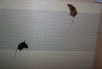 Pippin und Zorro am Gitter.jpg