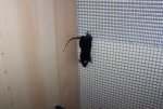 Zorro am Gitter.jpg