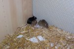 Zorro u Pippin mit Nele.jpg