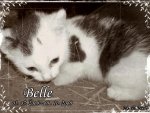 belle1.jpg