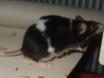 mickey2.JPG