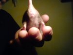 DSC00224.JPG