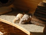 Sonne5.jpg