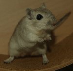 DSC06187.jpg