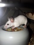 IMG-20180413-WA0012.jpg