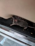 rps20190607_084502.jpg